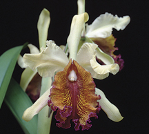 Cattleya-dowiana-var-aurea-'Fuchs' orchid species