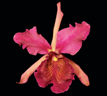 Cattleya-dowiana-var-rosita-'Cashen's' orchid species