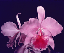 Cattleya-labiata-'Barbados'-HCC/AOS orchid species