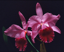 Cattleya-labiata-var-rubra-'Shuler' orchid species