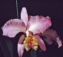 Cattleya-mossiae orchid species