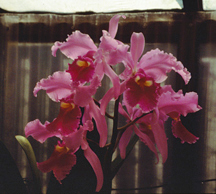 Cattleya-warscewiczii-Cattleyas-gigas orchid species