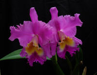 (C Horace x BLC Jeremy Island) 'Hackneau' orchid hybrid