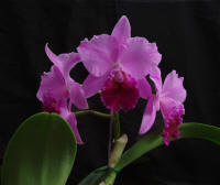 (LC Culminant x LC Mini Purple) 'Hackneau'  orchid hybrid