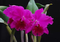 BLC Mem Roselyn Reismann 'Mendenhall' orchid hybrid