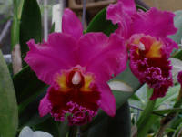 Blc General Grant 'Hackneau' orchid hybrid