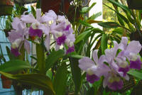 Blc Grezaffi's Blue 'Joe' orchid hybrid