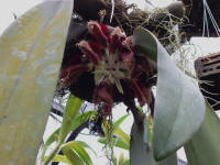 Bulb phalaenopsis