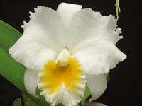 Cattleya Ruth Gee 'Goldkist' orchid hybrid