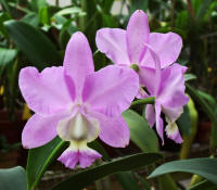 Cattleya dolosa 'Inferno Survivor' orchid species
