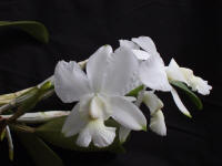 Cattleya walkeriana v alba 'Pendentive' orchid species