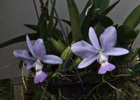 Cattleya walkeriana v cerulea 'Monte Azul' orchid species