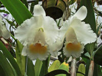 Cattleya chocoensis 'Elly' AM/AOS orchid species