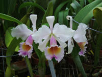Cattleya schroederae 'Kathleen' HCC/AOS orchid species