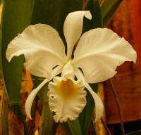 Cattleya trianaei v alba 'Joe' orchid species