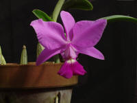 Cattleya walkeriana 'Marge Soule' AM/AOS orchid species