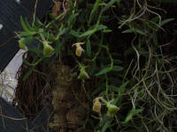 Epidendrum porpax v alba 'Harford' CHM