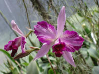 Laelia anceps v striata 'Elenor' CHM orchid species