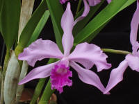 Laelia lobata 'Hackneau's select' orchid species
