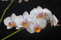 Phalaenopsis Art Quest 'Karyn Celeste' HCC AOS