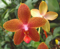 Phalaenopsis Rosemarie's Baby 'Red-Orange'