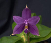 Phalaenopsis violacea Indigo ex H P Norton