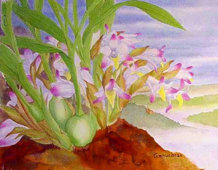 Bothriochilus bellus, art painting orchid species