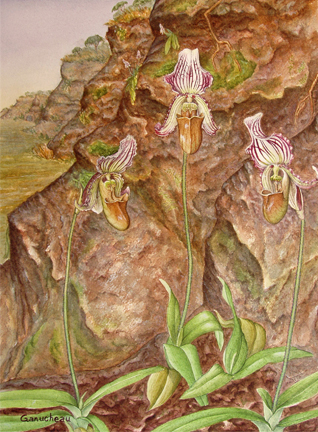 Paphiopedilum fairrieanum orchid art painting watercolor
