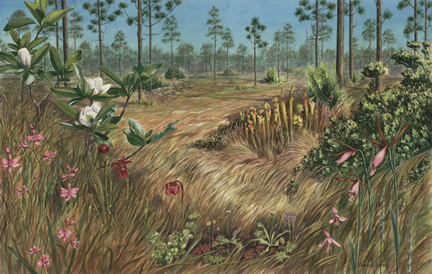 Endemic, The Green Swamp, NC.  Painting of orchids & carnivorous plants