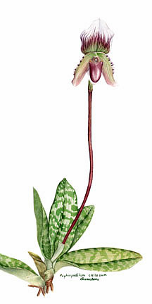 Paphiopedilum callosum orchids art painting prints watercolor