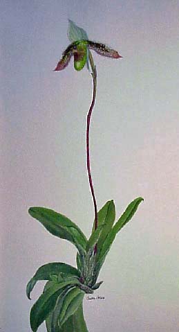 Paphiopedilum wardii